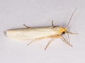 Hoary Footman